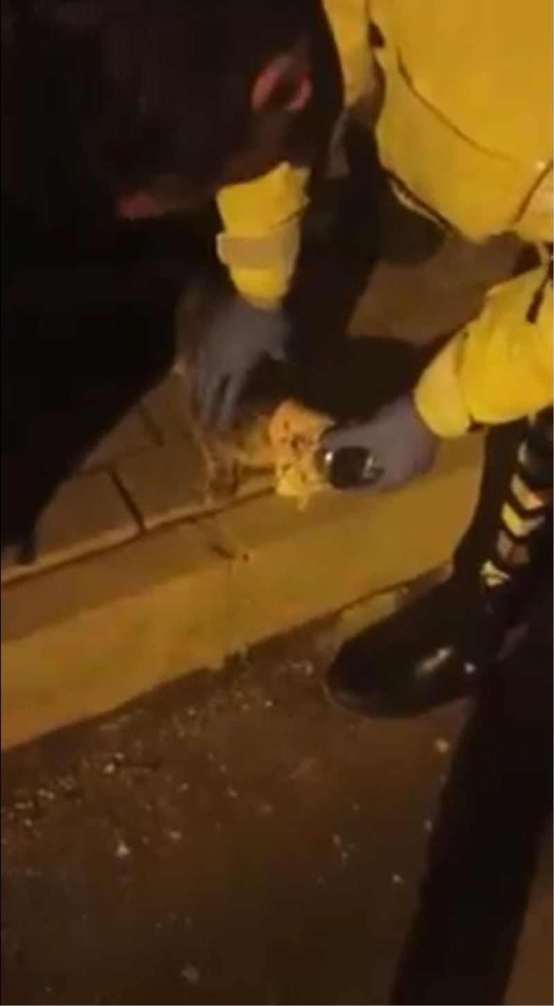 Polis ekiplerinin dikkati yavru kediyi ölmekten kurtardı

