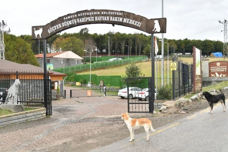 Samsun’da 137 yasaklı ırk köpek bakım merkezine bırakıldı
