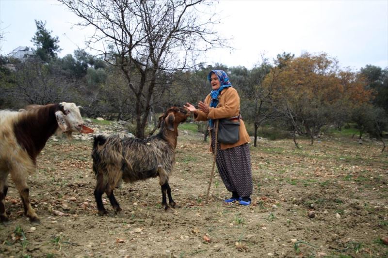 Torosların kadın çobanı hayvanlarına evladı gibi bakıyor