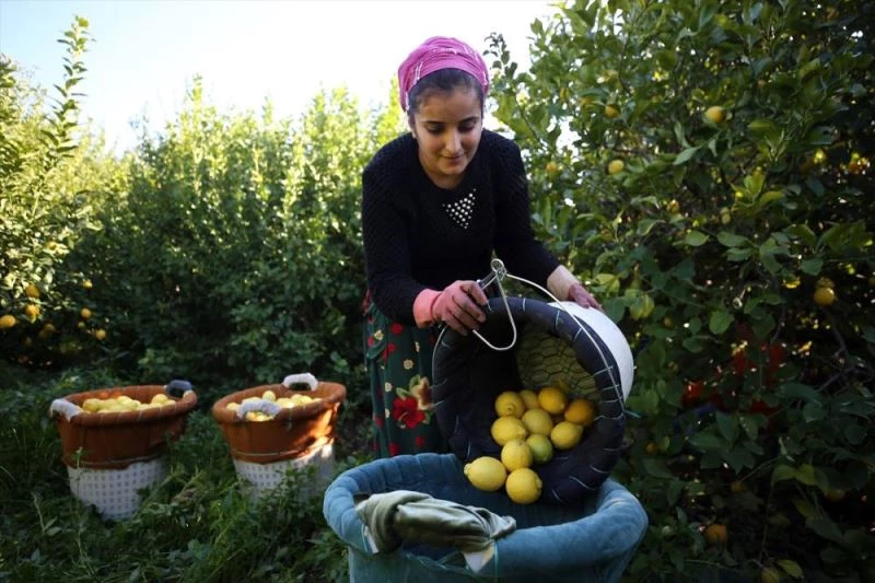 Narenciye sektörü, bahçe ile market arasındaki yüksek fiyat farkından şikayetçi
