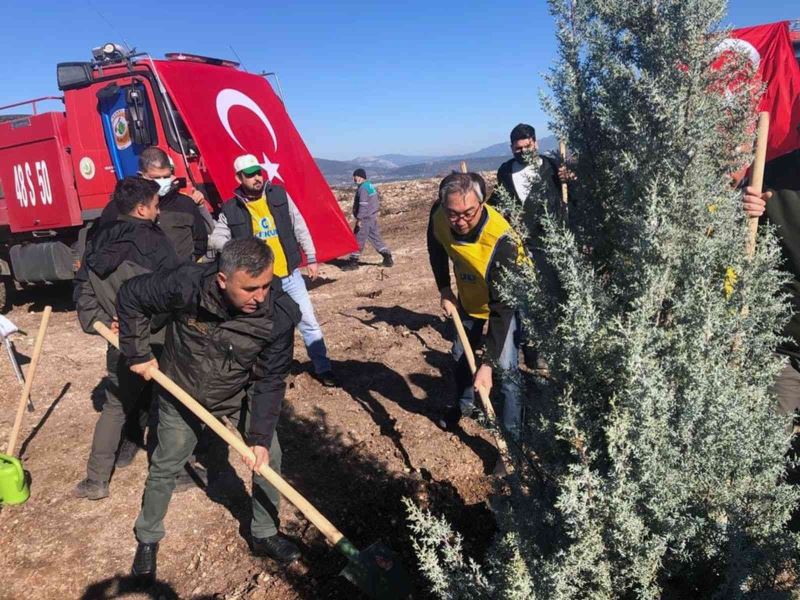 Milas’ta Türk-Kore dostluk ormanı
