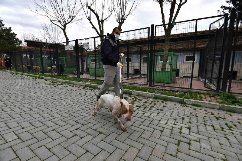 Sahipsiz ve yasaklı köpekler barınakta koruma altında
