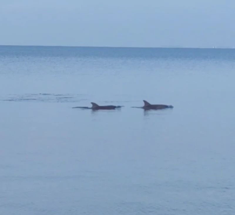 Dikili Sahili’nde yunusların şovu mest etti
