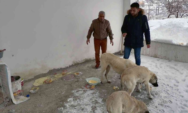 Çelikhan’da sokak hayvanları unutulmadı
