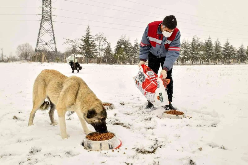 Tepebaşı’nda can dostlar unutulmuyor
