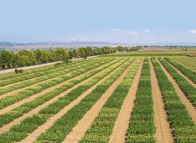 Dünya Türkiye’nin tatlı mısırını sevdi
