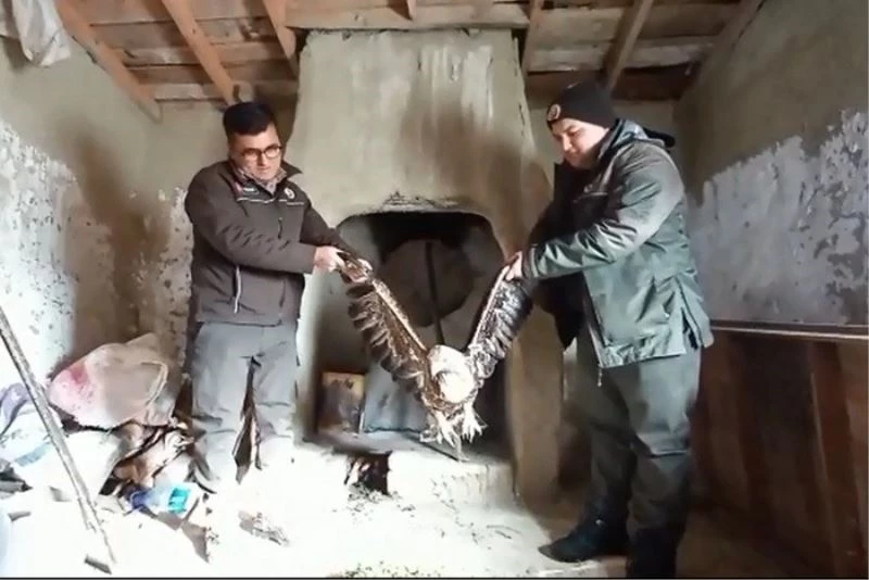 Yaralı bulduğu kartalı kümesindeki tavuklarla besledi
