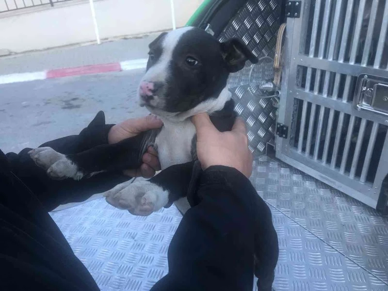 Mersin’de 7 yasaklı ırk türü köpeğe el konuldu
