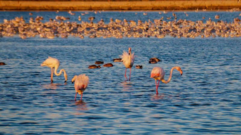 İstanbul’da göç etmeyen flamingolar kışın görüntülendi
