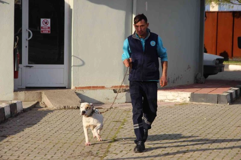 Manisa’da barınaktaki yasaklı ırk köpeklerin sayısı 240’a ulaştı
