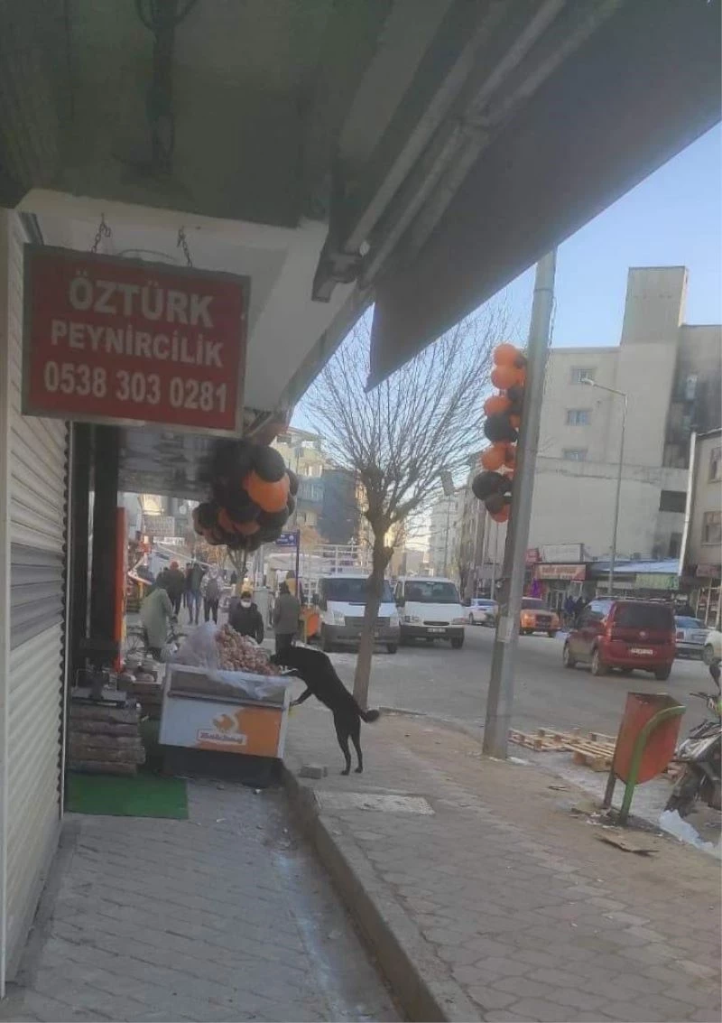 Iğdır’da dışarıda satışa sunulan etleri köpek yedi
