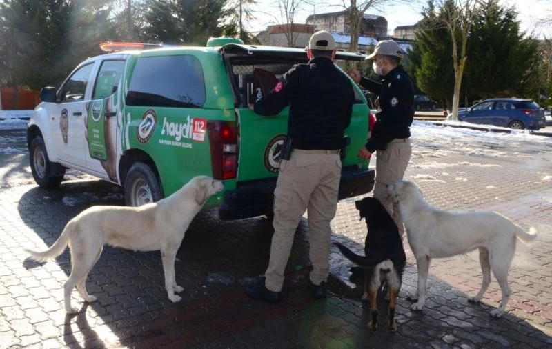 HAYDİ ekipleri sokaktaki canları unutmadı
