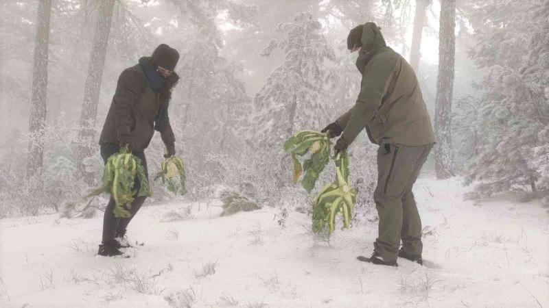 Pazar artıkları yaban hayatına yem oldu

