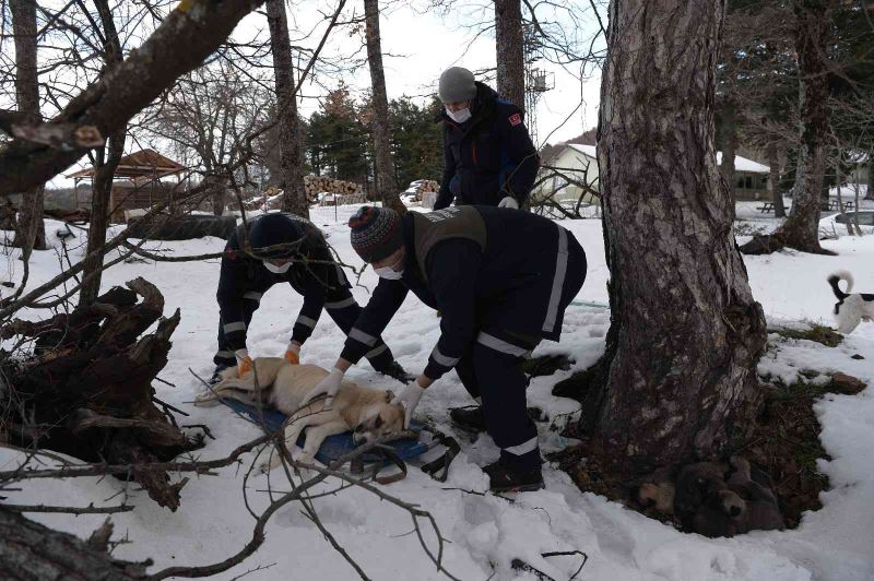(Özel)Uludağ’da donmak üzere olan anne ve 7 yavrusu böyle kurtarıldı

