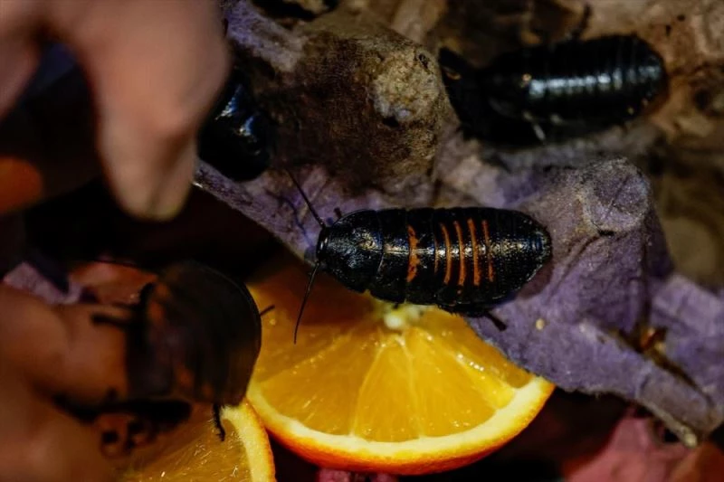 Çiftlikte yetiştirilen 