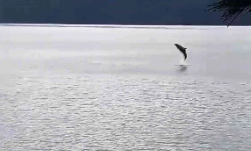 Gökova Körfezinde Yunus balıklarından görsel şölen
