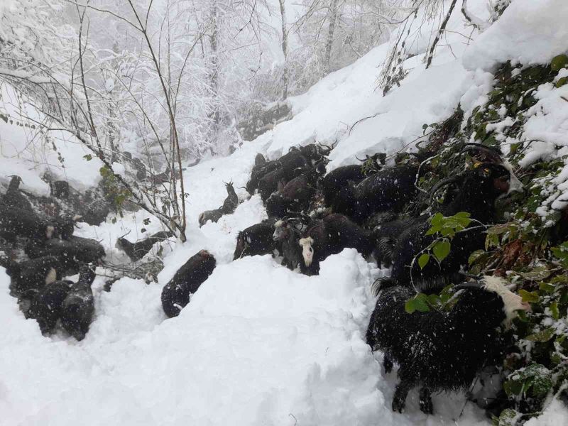 Artvin’de besicilerin zorlu kış mesaisi
