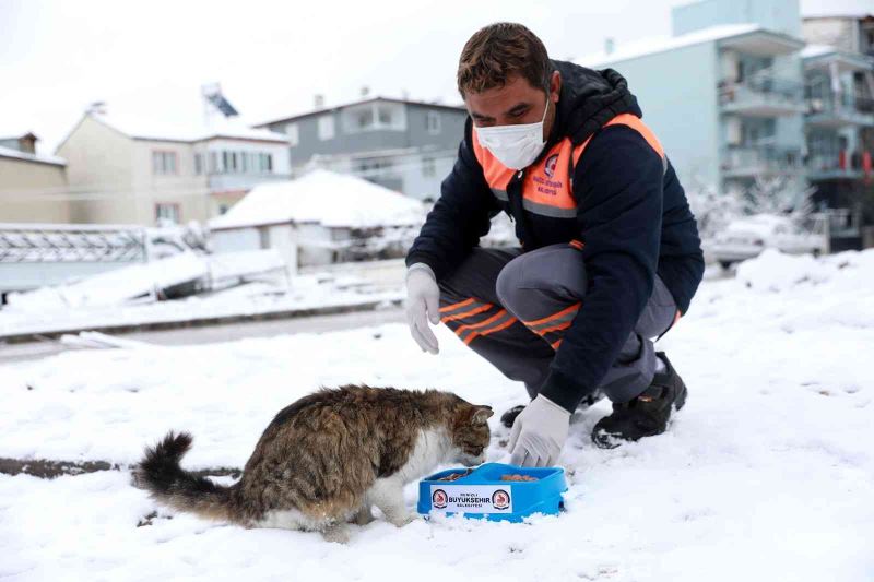 Ağır kış koşullarında sokak hayvanları unutulmadı
