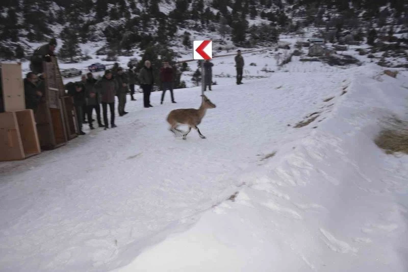 Antalya’da yakalanan 7 yaban keçisi, Karanlıkdere Kanyonu’nda doğaya bırakıldı
