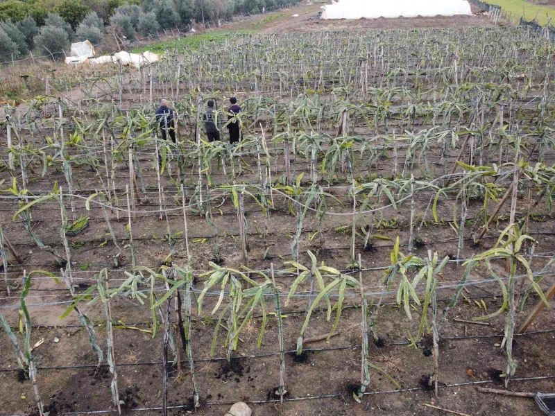 Buzla kaplanan ejder meyvelerini sislemeyle kurtardı
