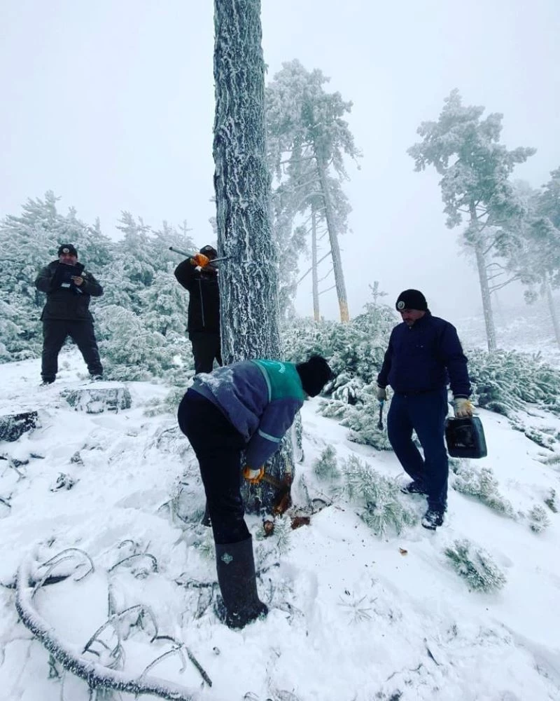 Ormanda bakım ve üretimler kar kış devam ediyor

