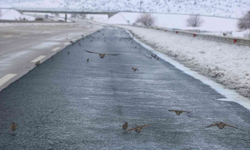 Aç kalan kuş sürüleri karayoluna akın etti
