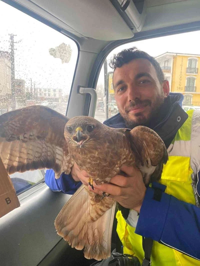 Yaralı atmacaya vatandaş sahip çıktı
