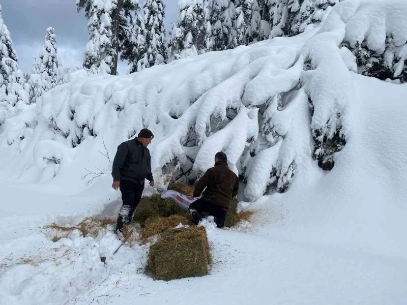 Yoğun kar yağışında yaban hayatı unutulmadı
