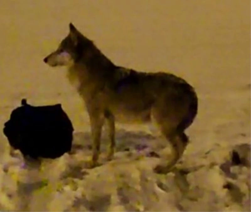 Kurt mahalleye inip çöpleri karıştırdı
