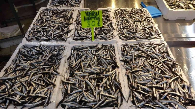 Karadeniz’de kar yağışı ve soğuklarla birlikte hamsi bereketi yaşanıyor
