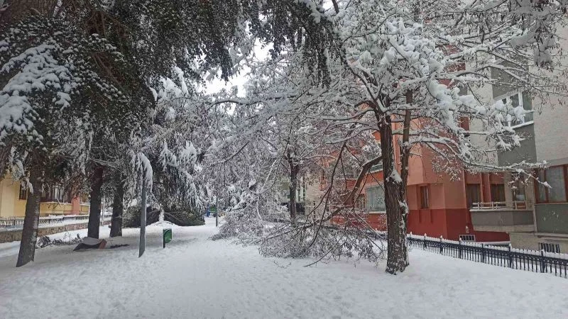 Karın ağırlığına dayanamayan ağaçlar kökünden devrildi
