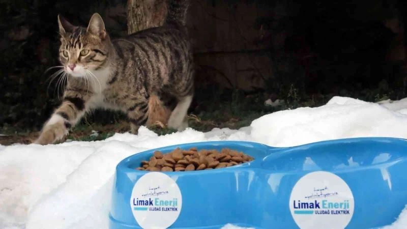 Limak, sokak hayvanlarını unutmadı
