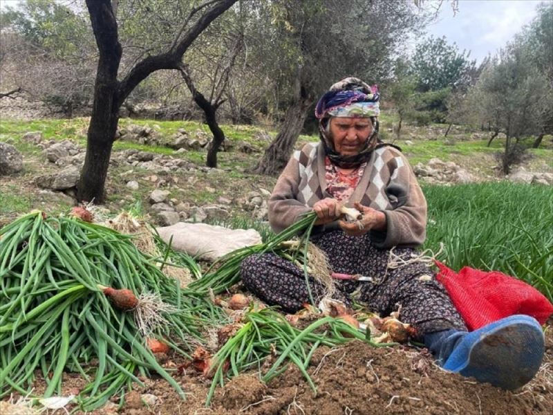 Zorlu yeşil soğan hasadının yükünü kadınlar çekiyor