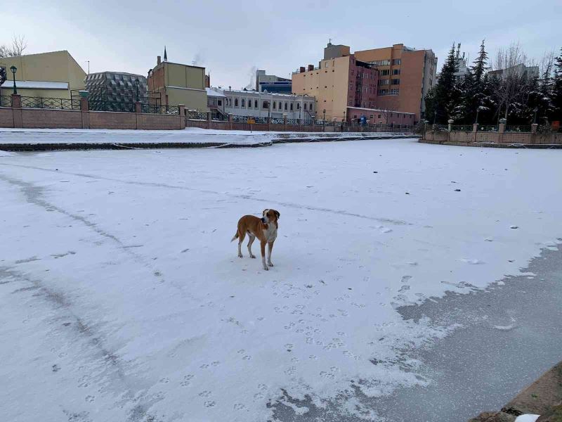 Sokak köpeği donan Porsuk Çayı üzerinde gezintiye çıktı
