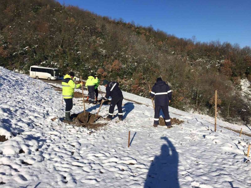 Bal ormanında ağaç dikimi devam ediyor
