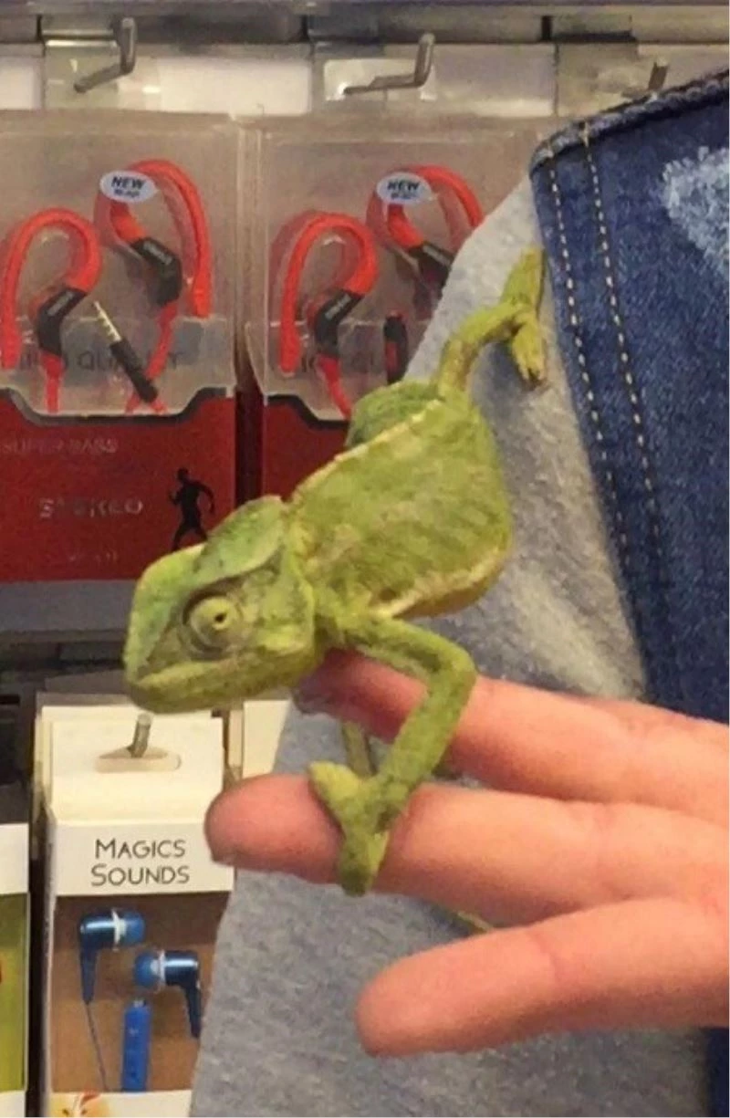 Donmaktan kurtardığı bukalemunu görenler şaşırıyor
