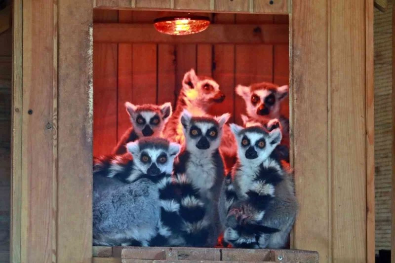 Karla tanışan Antalya Hayvanat Bahçesi’ndeki tropik hayvanlara sıcacık ev konforu
