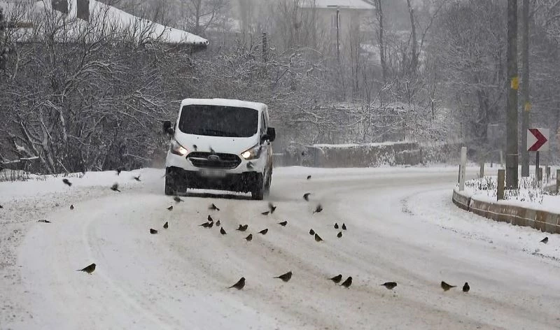 Aç kalan kuş sürüleri yola indi, polis ekipleri duyarsız kalmadı
