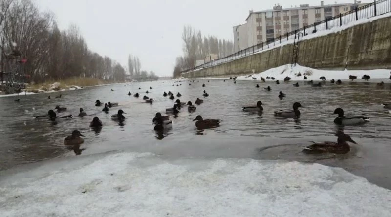 Yeşilbaşlı gövel ördekler, Çoruh’un yüzeyinde yüzerek adeta görenleri mest ediyor
