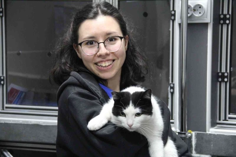 Sokak kedileri kışı veteriner kliniklerinde geçirecek
