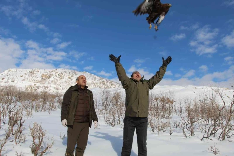 Şırnak’ta tedavisi tamamlanan bayağı şahinini Vali Pehlivan doğaya bıraktı

