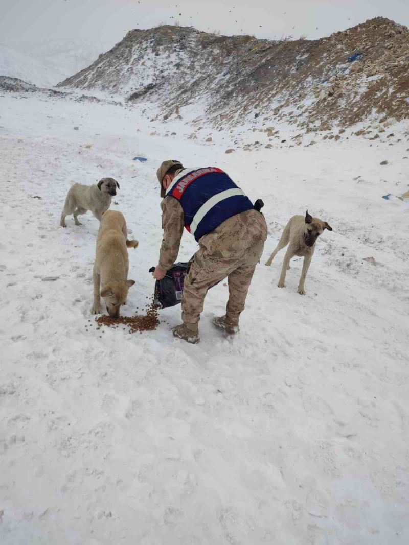 Tunceli’de soğuk günlerde sokak hayvanları unutulmuyor
