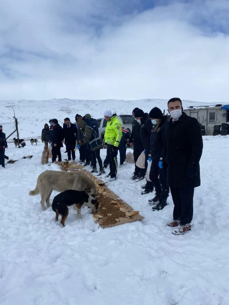 Dondurucu soğuklarda sokak hayvanları unutulmadı
