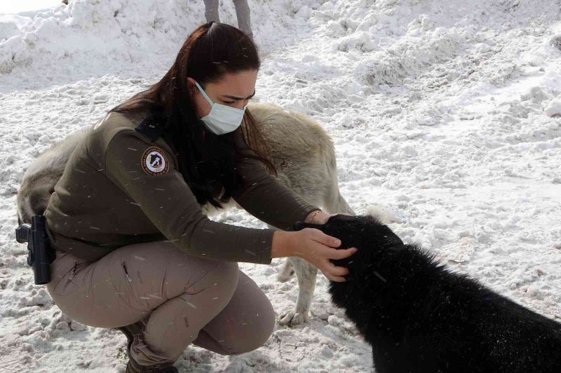 Zigana Dağının terk edilmiş köpekleri polis koruması altında
