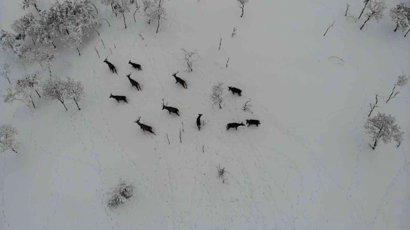 Türkiye’nin ilk fauna tanıtım alanındaki yaban hayvanlarına yem bırakıldı
