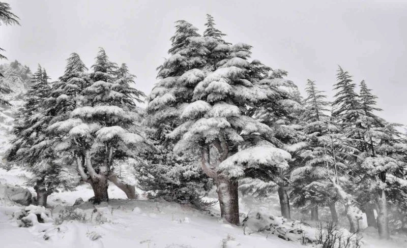 Kahramanmaraş’ta ormanlar beyaza büründü
