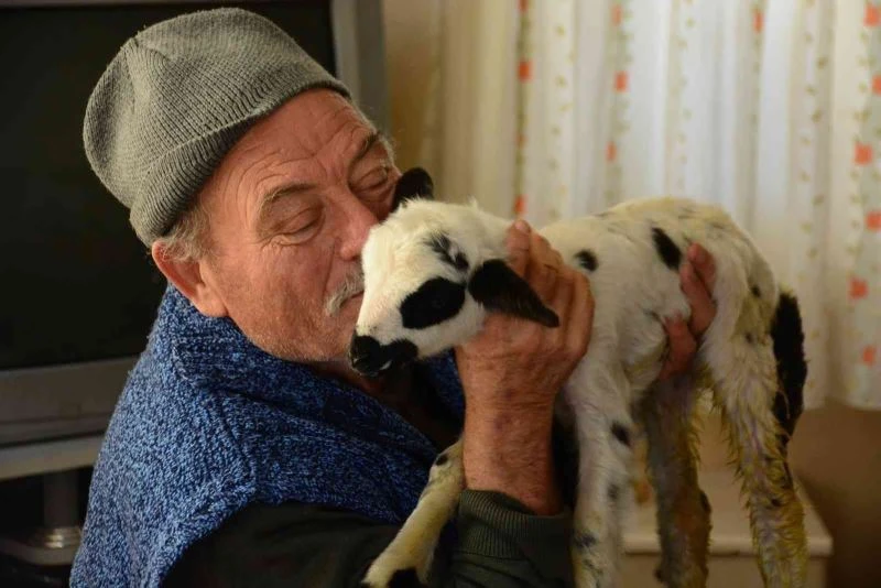 Öksüz kalan kuzuyu evlerinde biberonla besliyorlar
