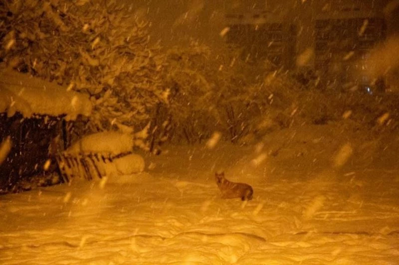 Karda yiyecek bulamayan tilki, ilçe merkezine indi
