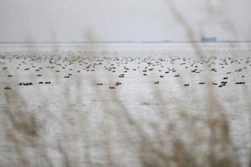 Çukurova Deltası göçmen misafirlerini ağırlıyor