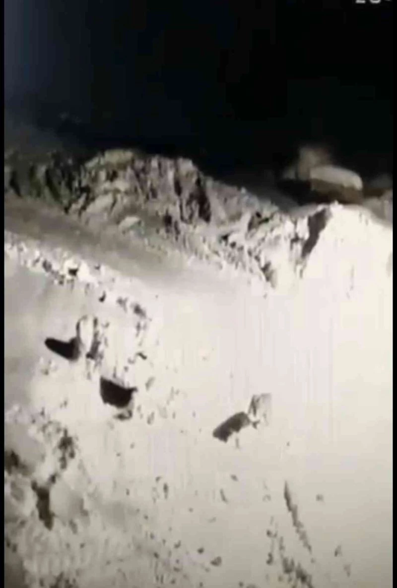 Kurtla köpeklerin kavgasını maç anlatır gibi anlattı
